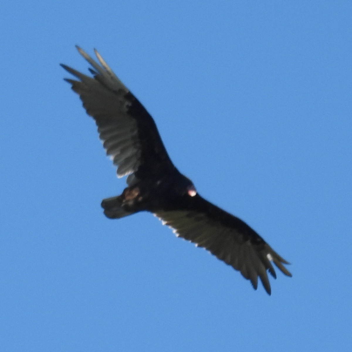 Turkey Vulture - ML620927297