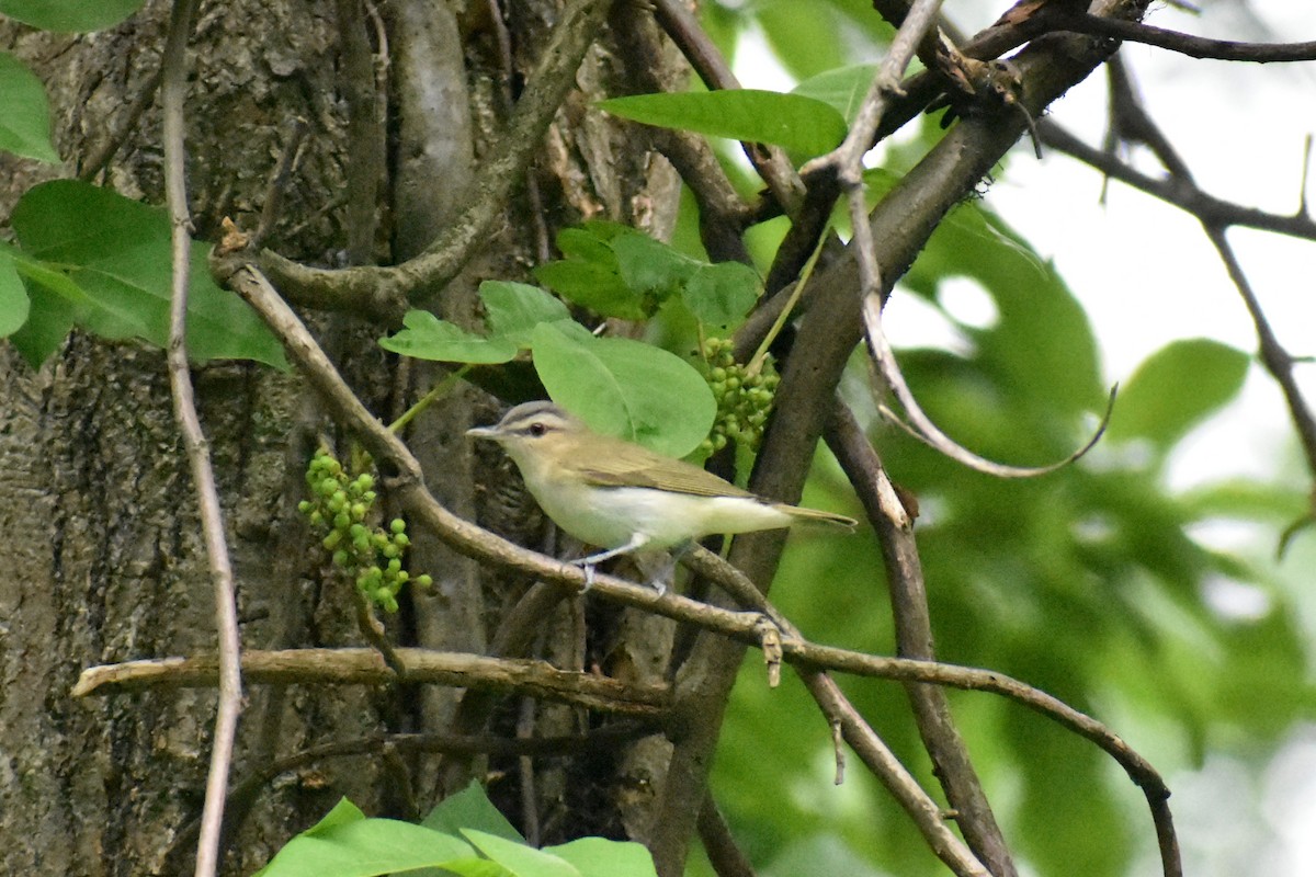 Vireo Ojirrojo - ML620927312