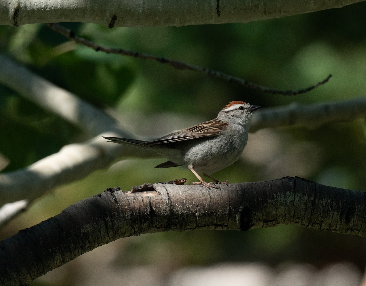 Chipping Sparrow - ML620927329