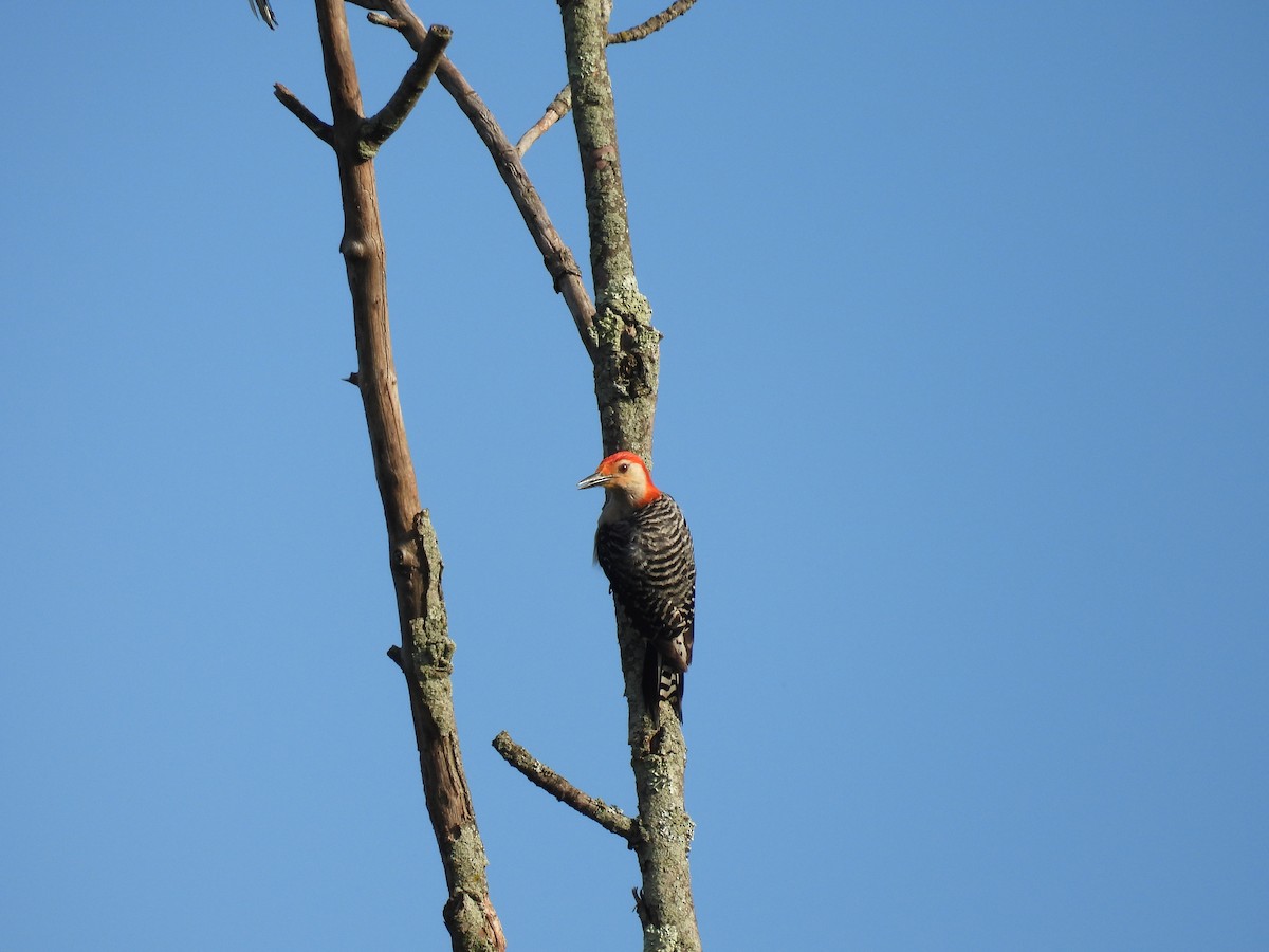 Red-bellied Woodpecker - ML620927340