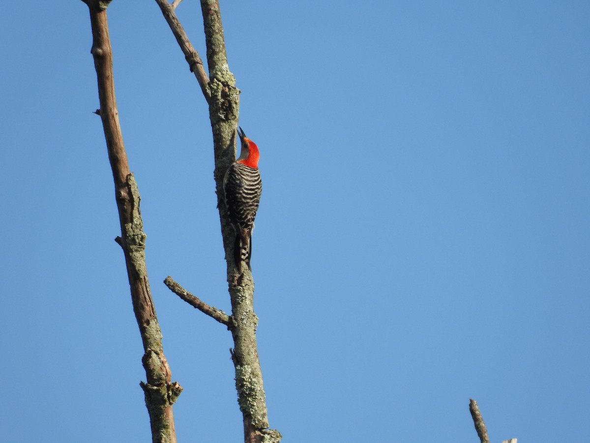 Red-bellied Woodpecker - ML620927341