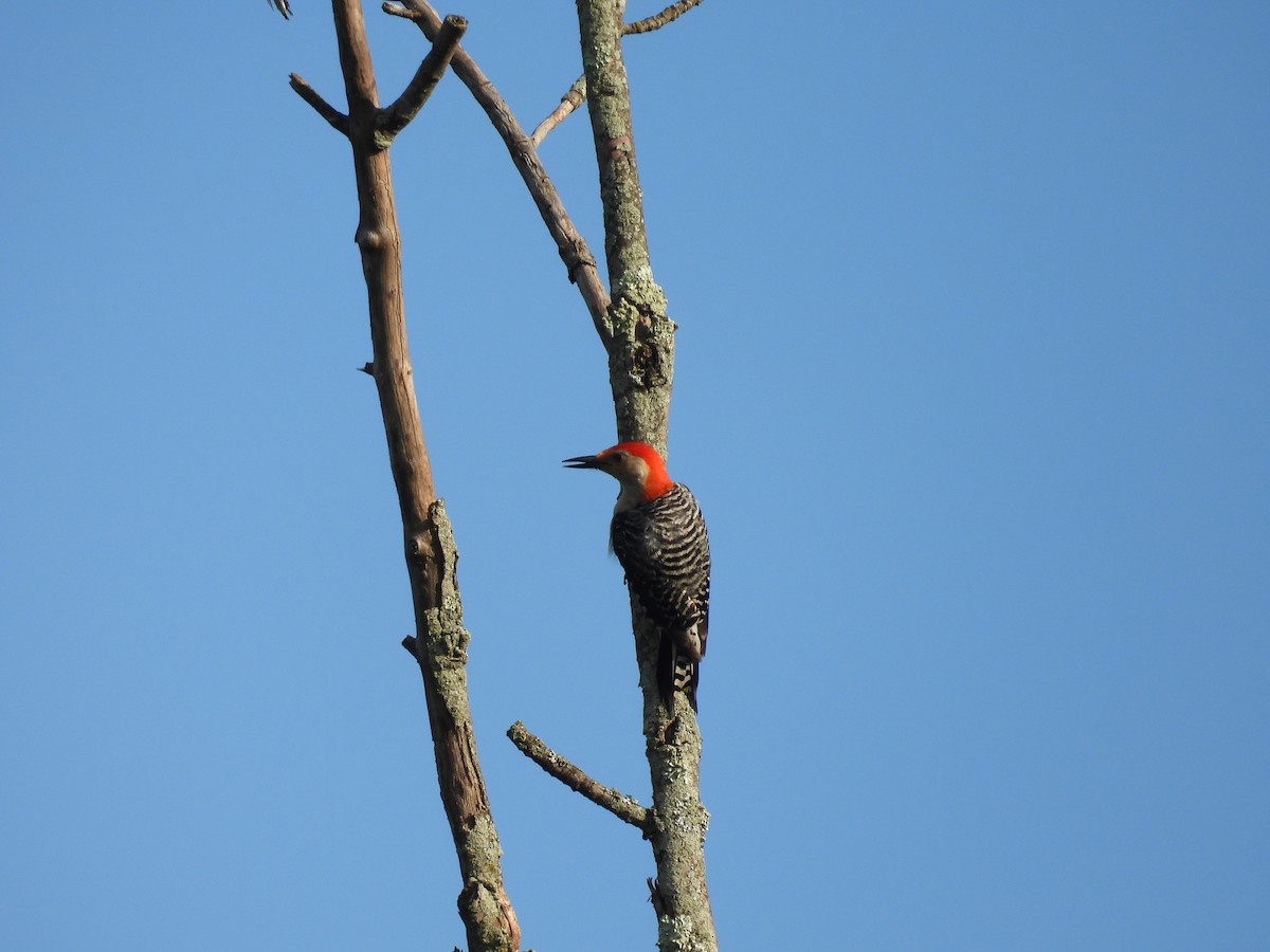 Red-bellied Woodpecker - ML620927342