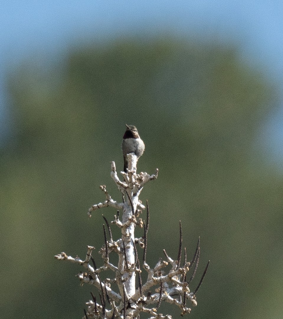 Broad-tailed Hummingbird - ML620927390
