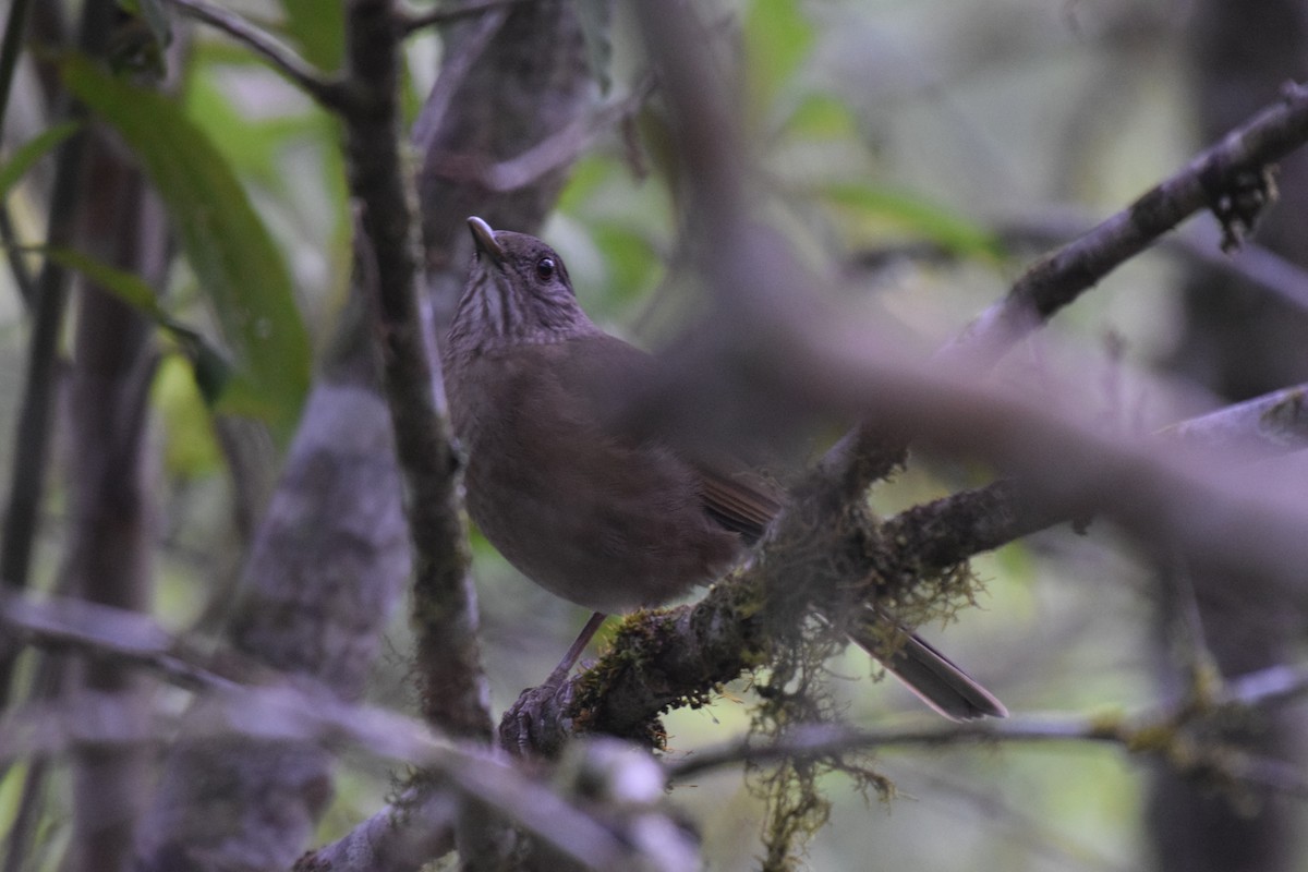Pale-breasted Thrush - ML620927406
