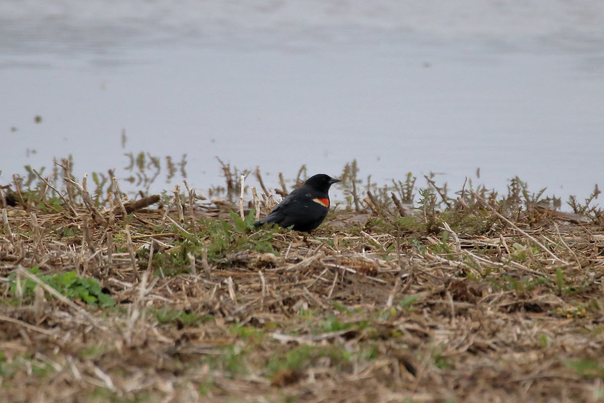 Red-winged Blackbird (Red-winged) - ML620927411