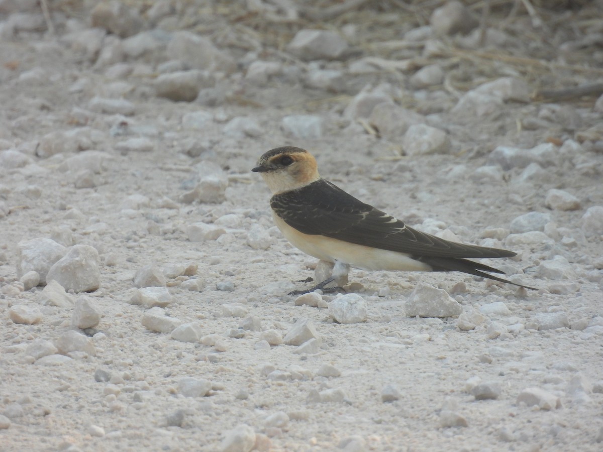 Red-rumped Swallow - ML620927413