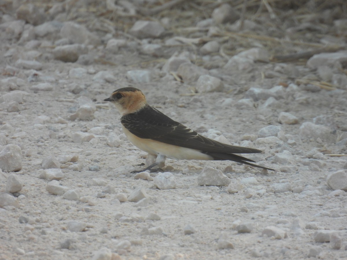 Red-rumped Swallow - ML620927414