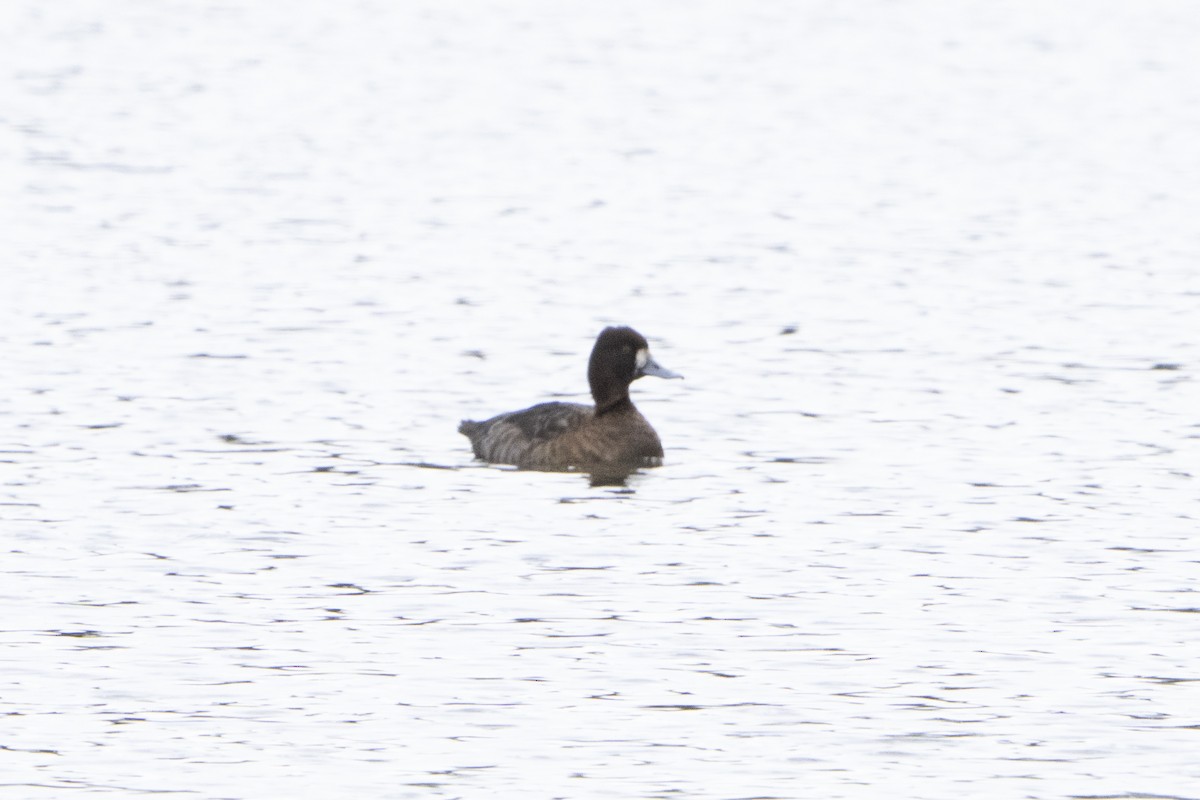 Greater Scaup - ML620927472