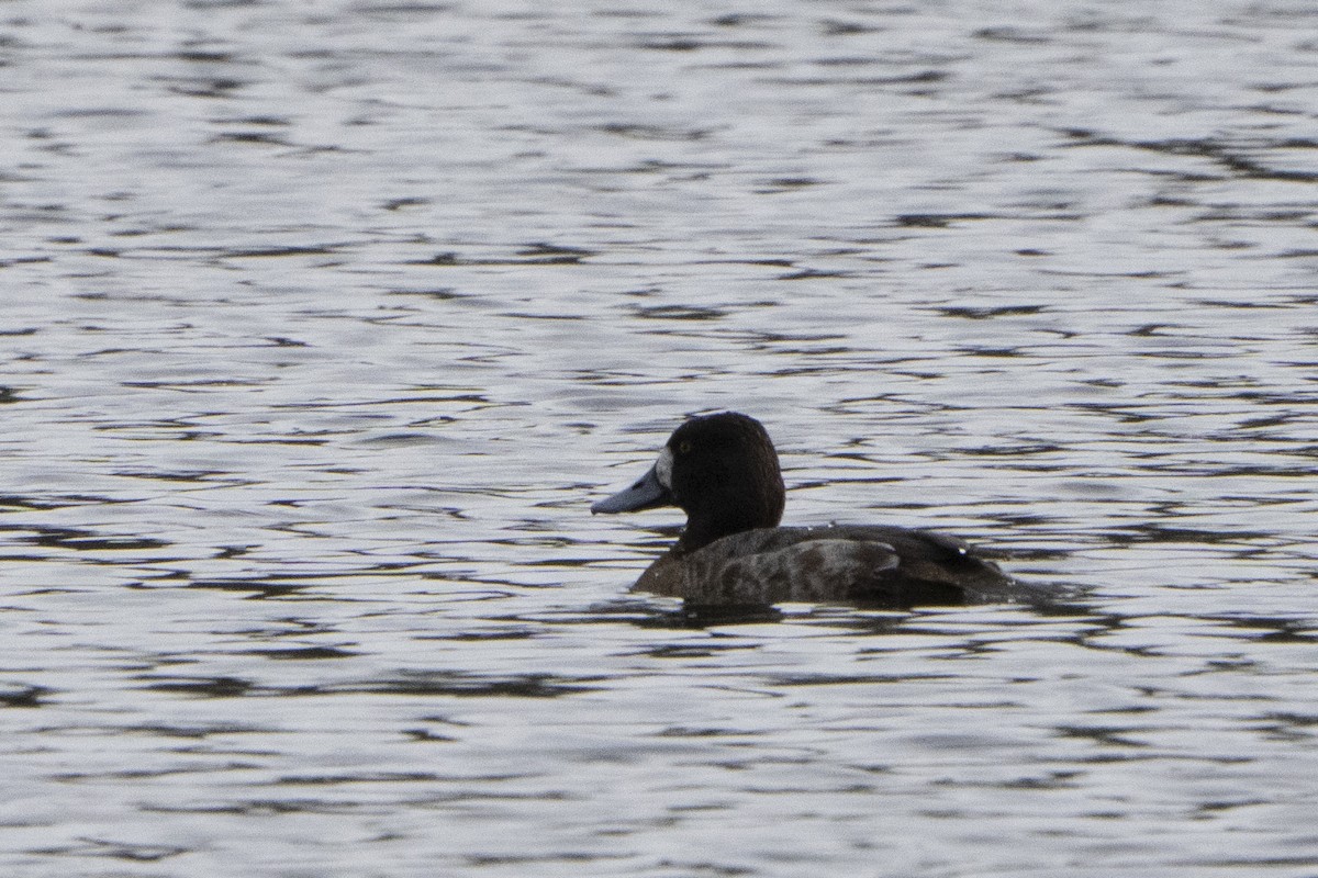 Greater Scaup - ML620927473