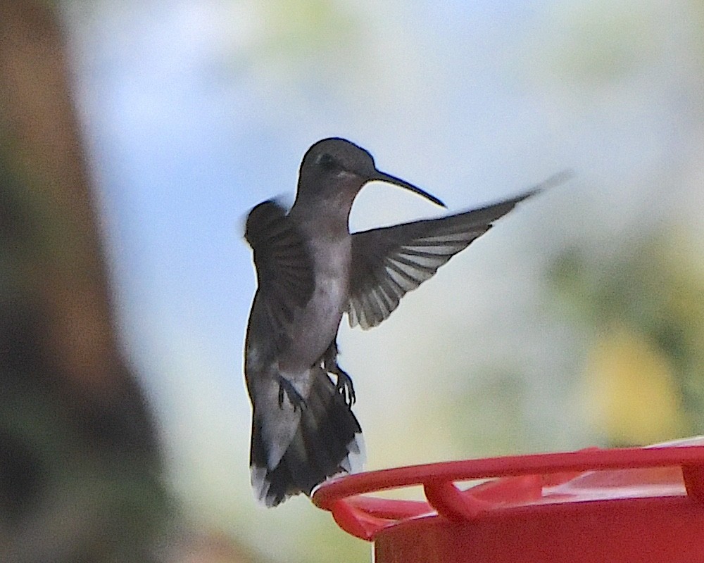 Black-chinned Hummingbird - ML620927486