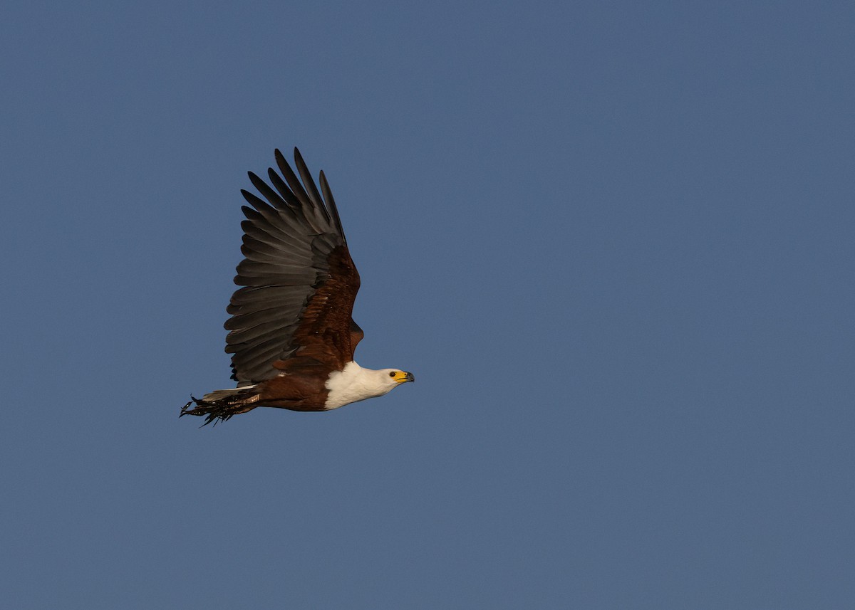 African Fish-Eagle - ML620927503