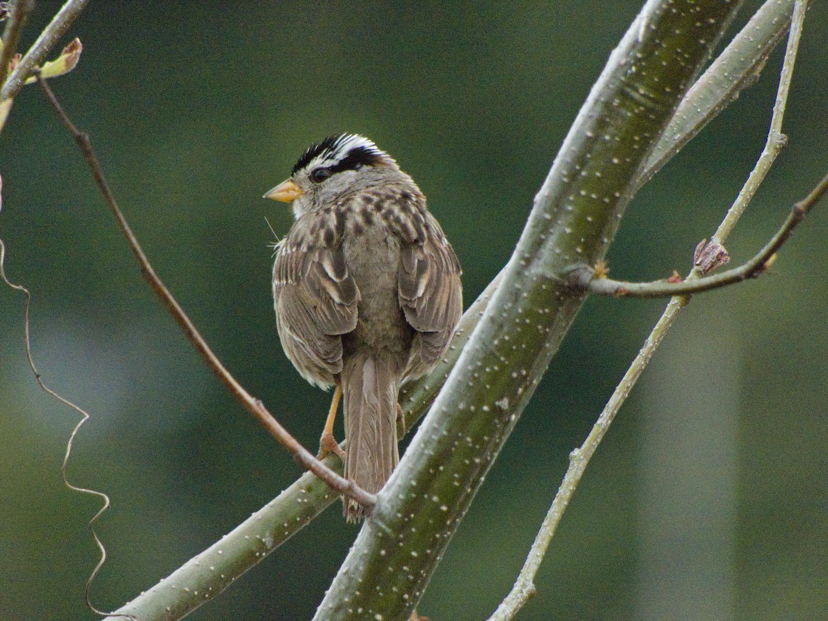 White-crowned Sparrow - ML620927542