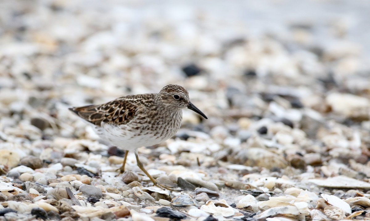 Least Sandpiper - ML62092761