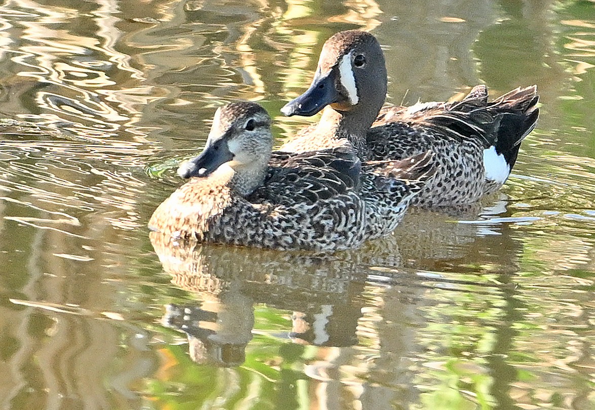 Blue-winged Teal - ML620927660