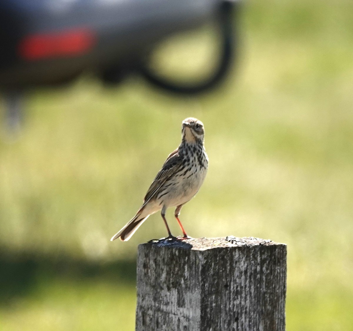 Meadow Pipit - ML620927662