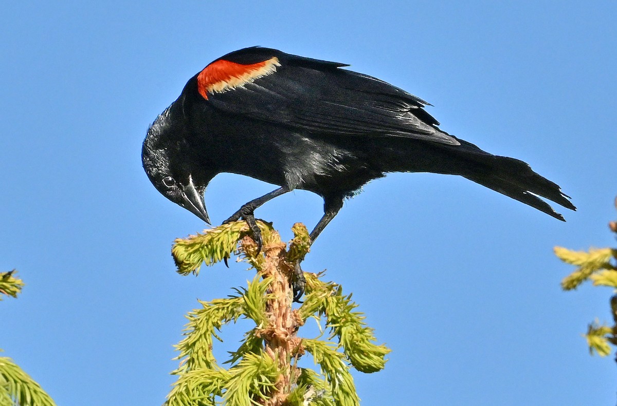 Red-winged Blackbird - ML620927669