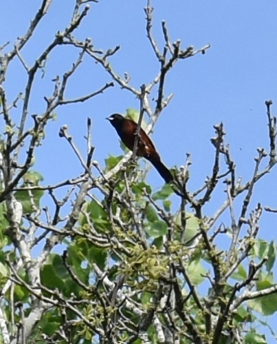 Orchard Oriole - sonal shah