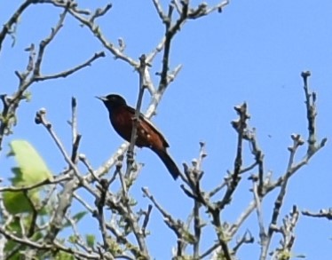 Orchard Oriole - ML620927677