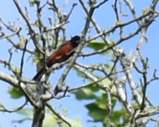Orchard Oriole - ML620927678