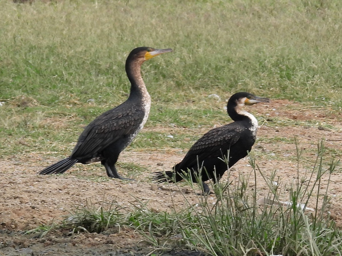 Great Cormorant (White-breasted) - ML620927740