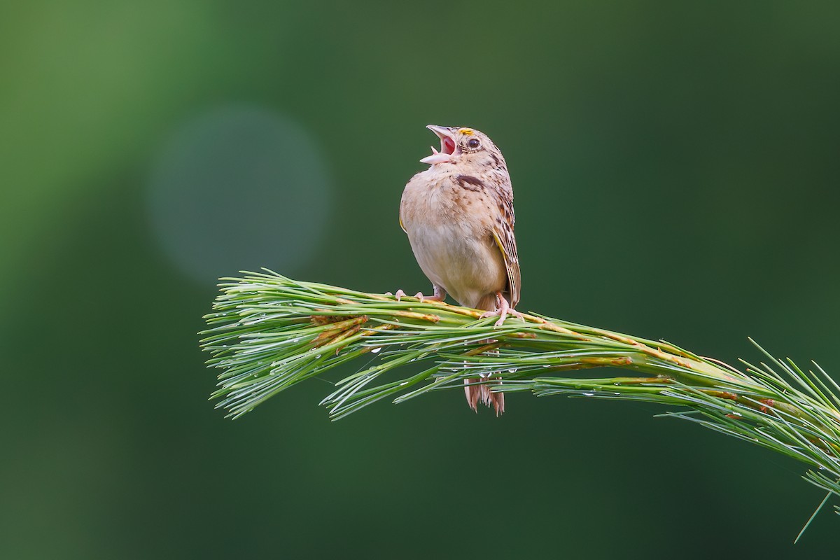 Grasshopper Sparrow - ML620927749