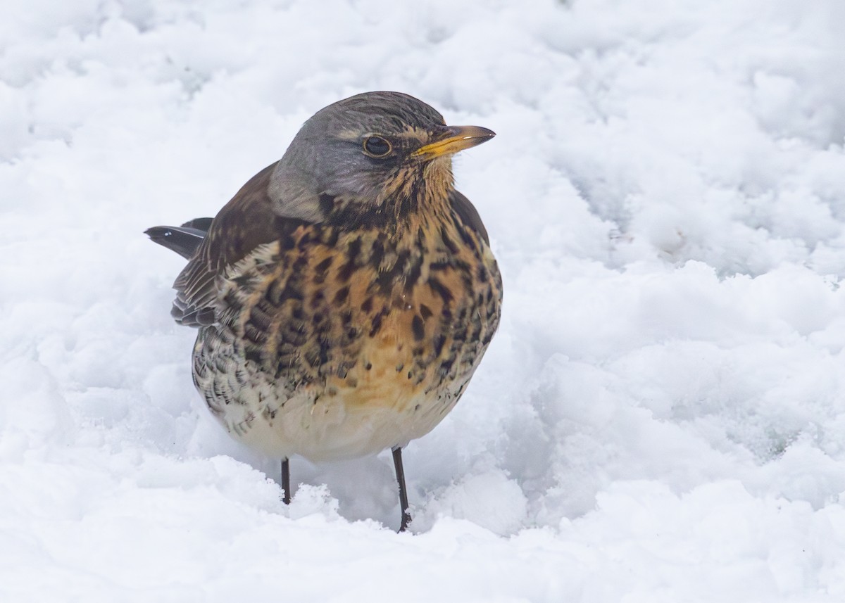 Fieldfare - ML620927788