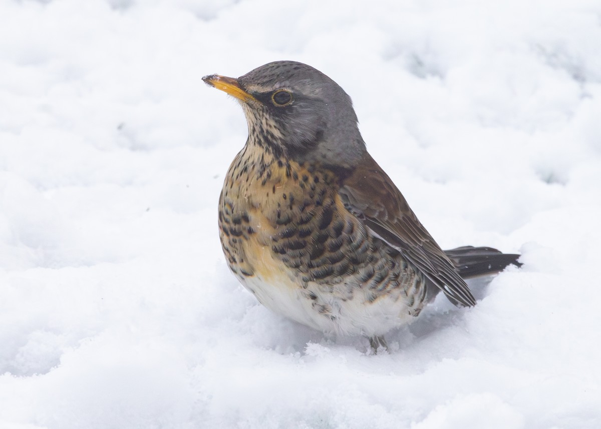 Fieldfare - ML620927789