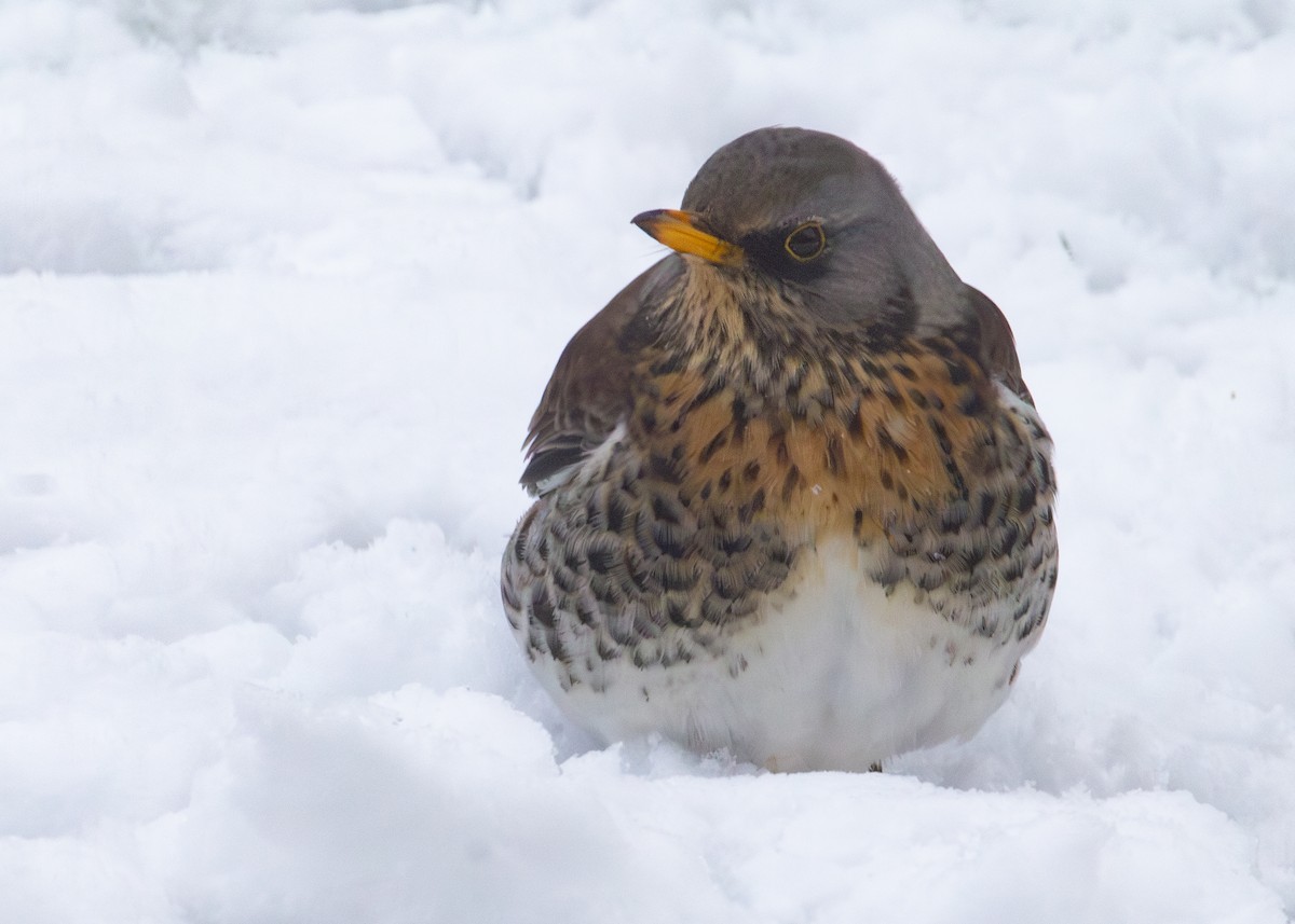 Fieldfare - ML620927790