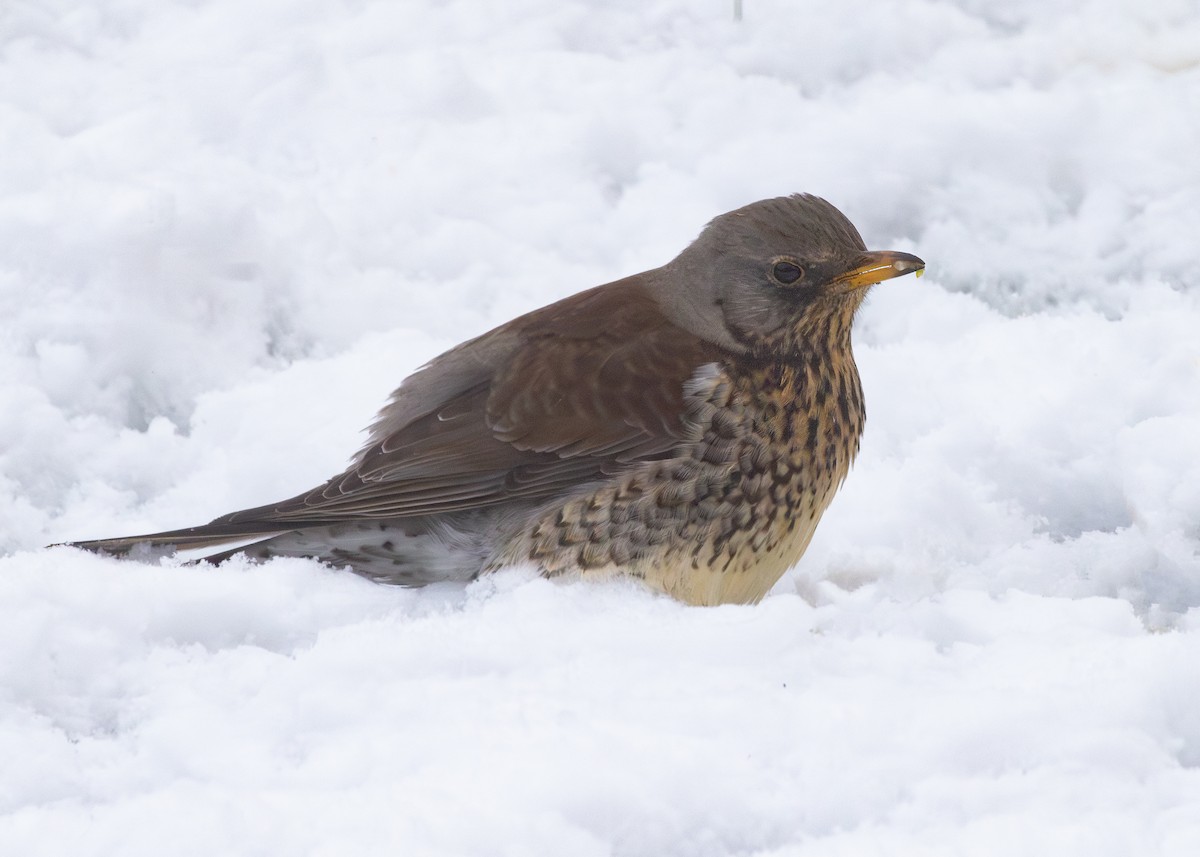 Fieldfare - ML620927791