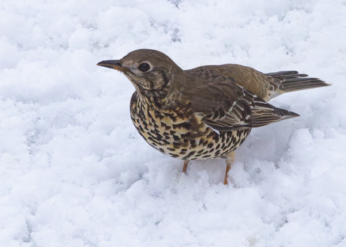 Mistle Thrush - ML620927792