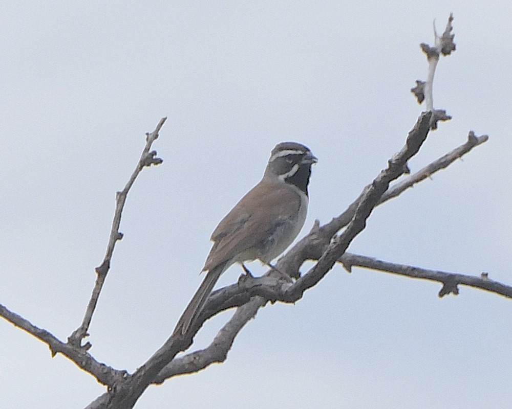Black-throated Sparrow - ML620927805