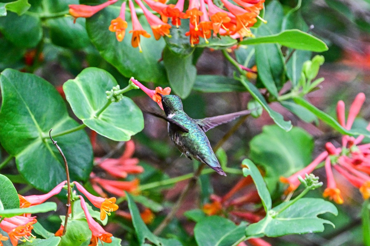 Ruby-throated Hummingbird - ML620927875