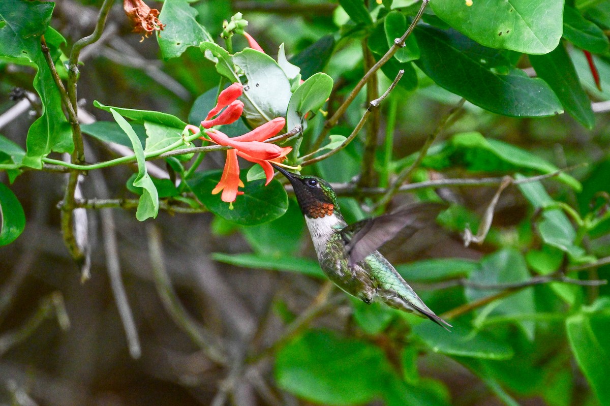 Ruby-throated Hummingbird - ML620927876