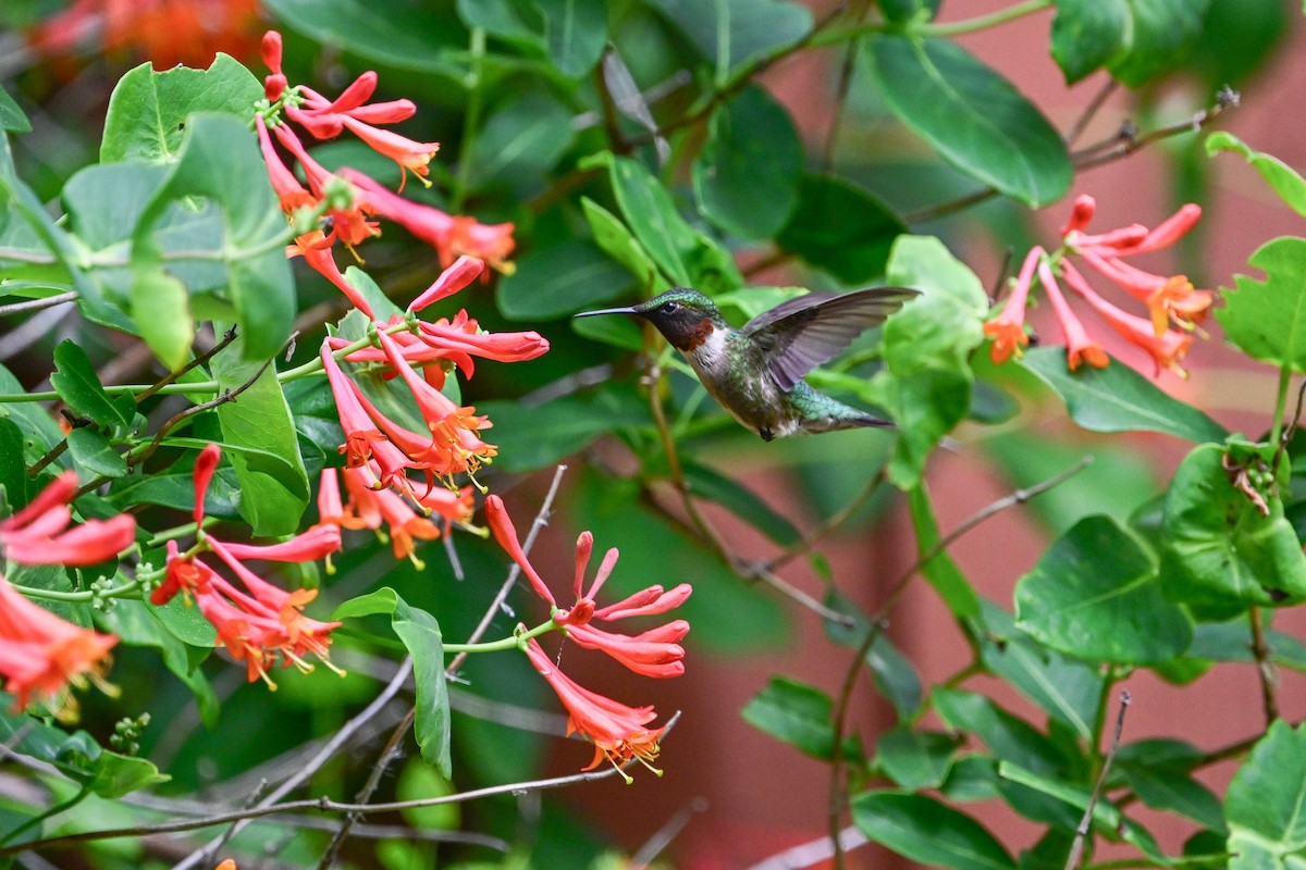 Ruby-throated Hummingbird - ML620927881