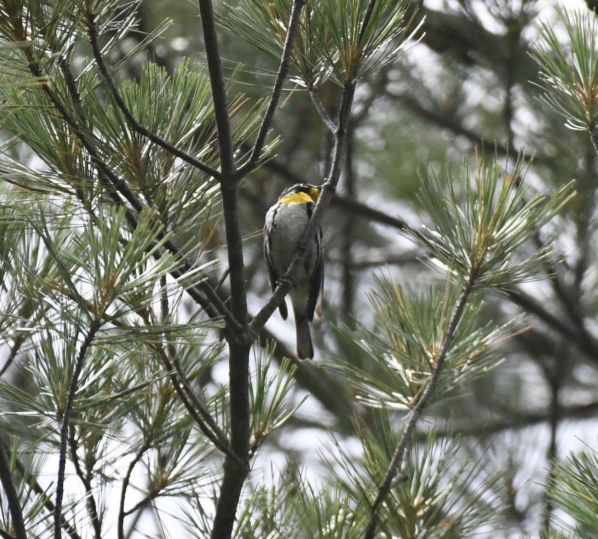 Yellow-throated Warbler - ML620927893