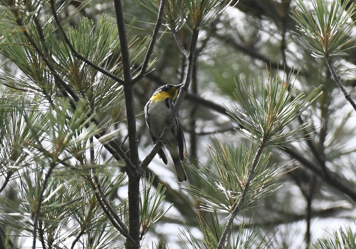 Yellow-throated Warbler - Suzanne Zuckerman