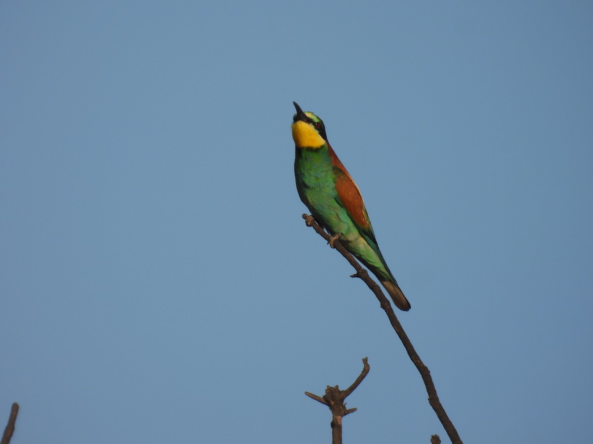 European Bee-eater - ML620927924