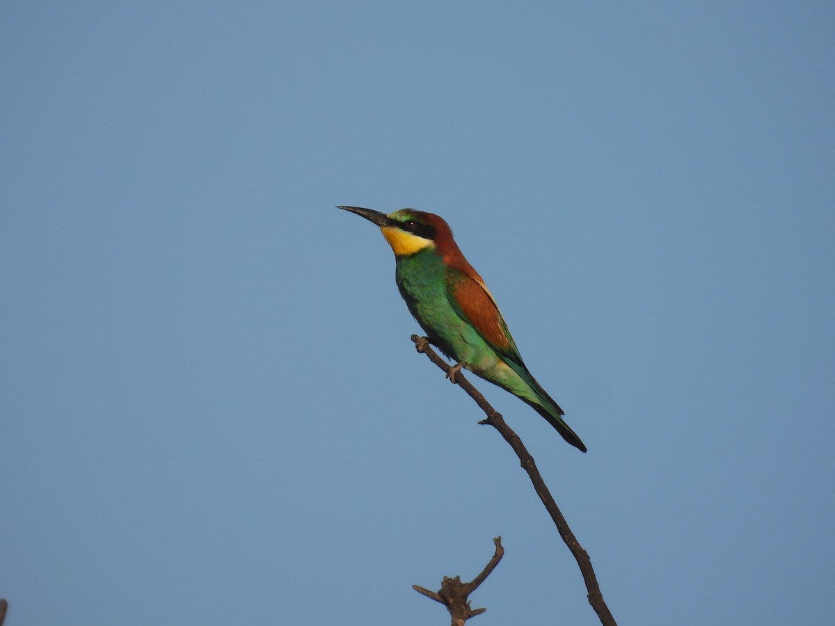 European Bee-eater - ML620927925