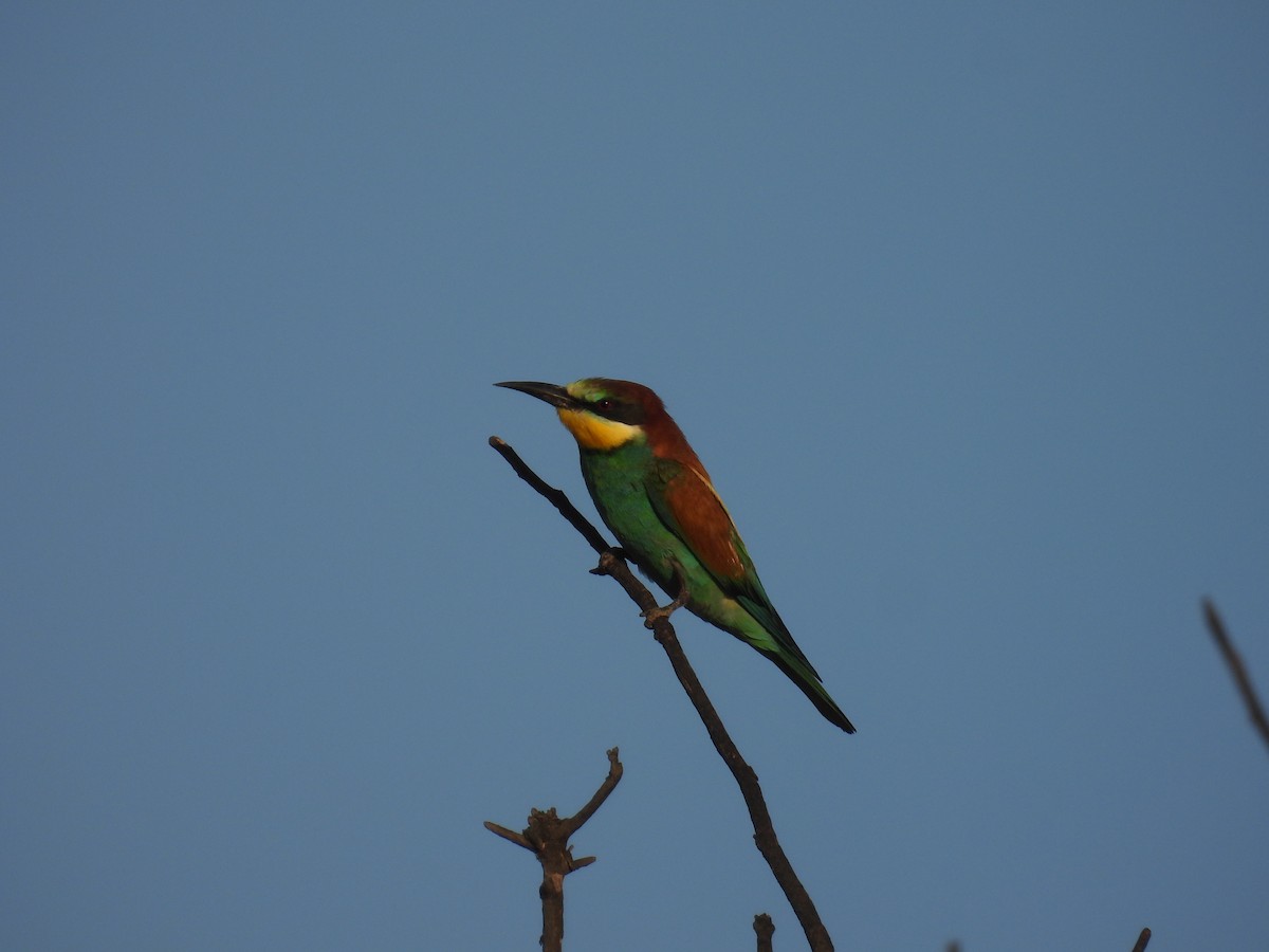 European Bee-eater - ML620927926