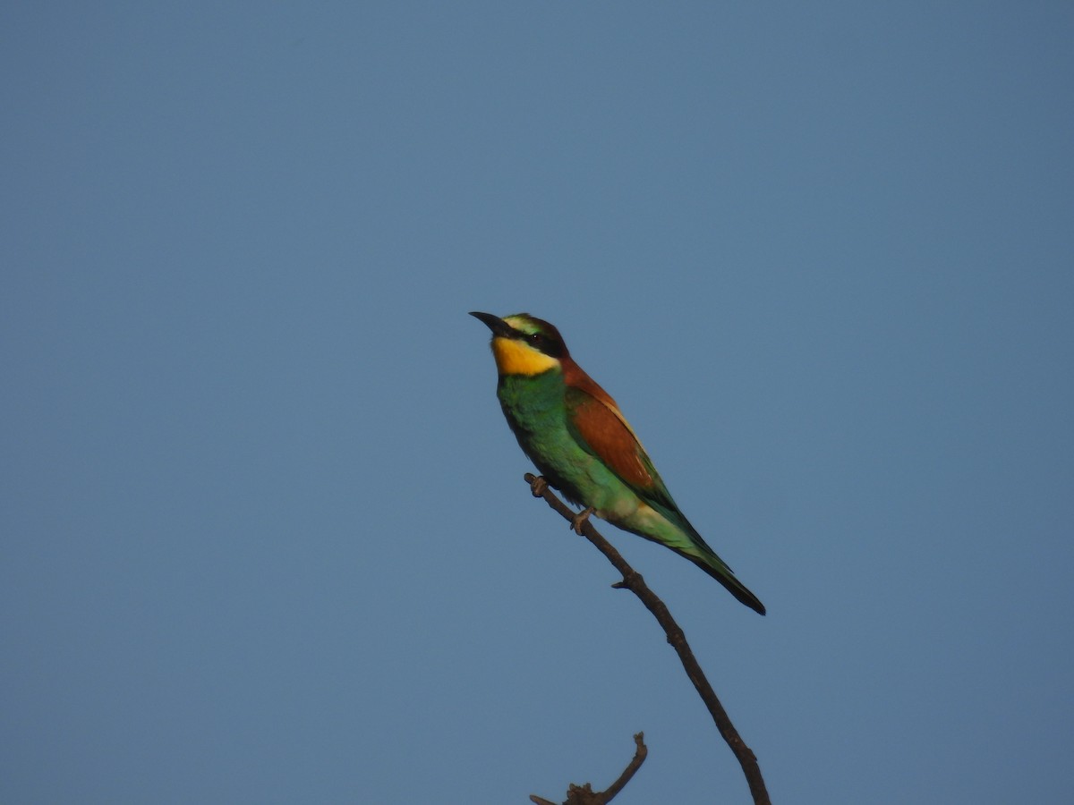 European Bee-eater - ML620927928