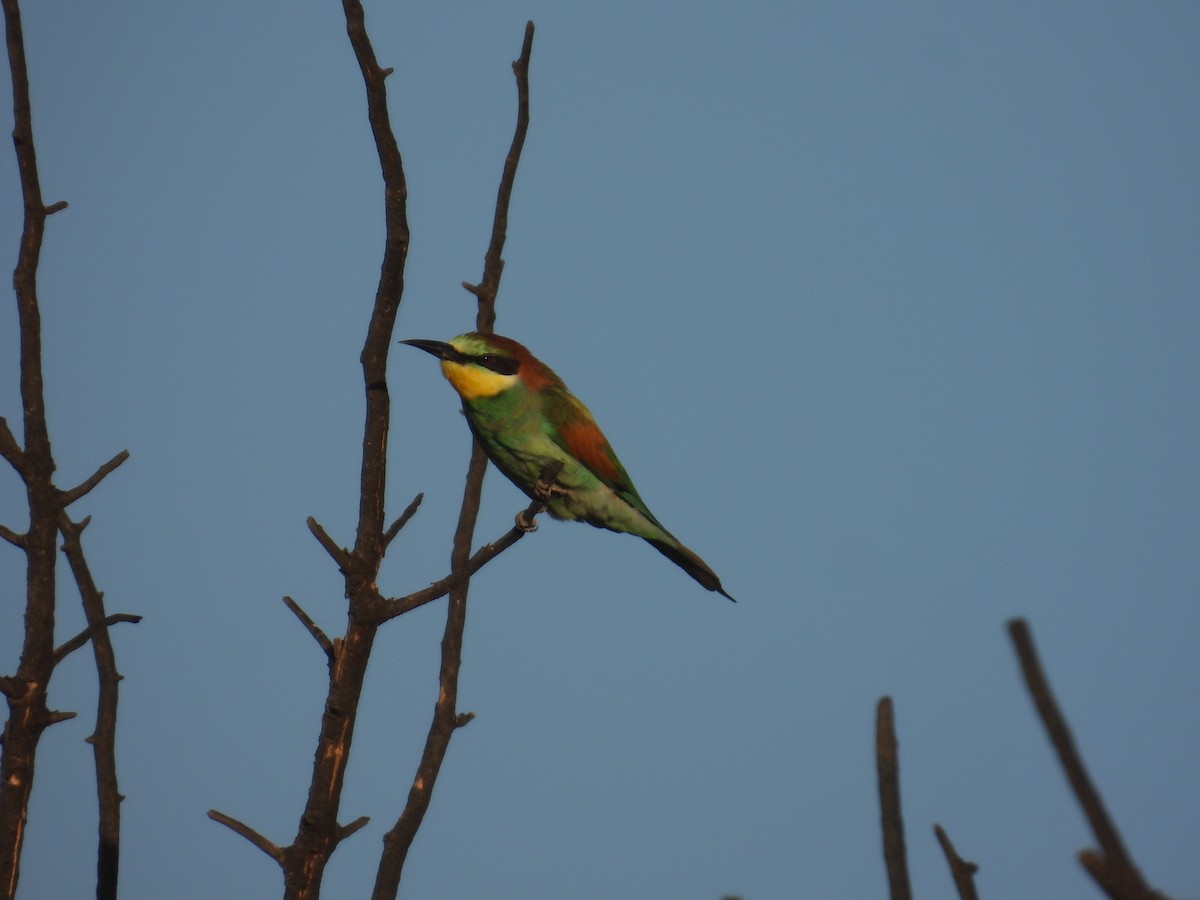 European Bee-eater - ML620927929