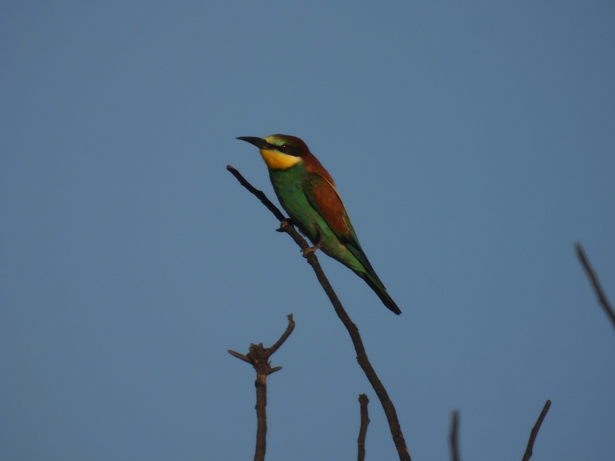 European Bee-eater - ML620927930