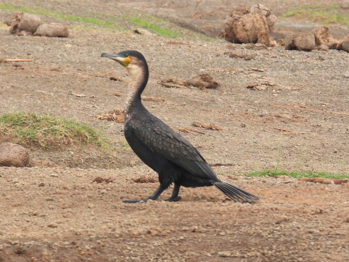 Great Cormorant (White-breasted) - ML620927935