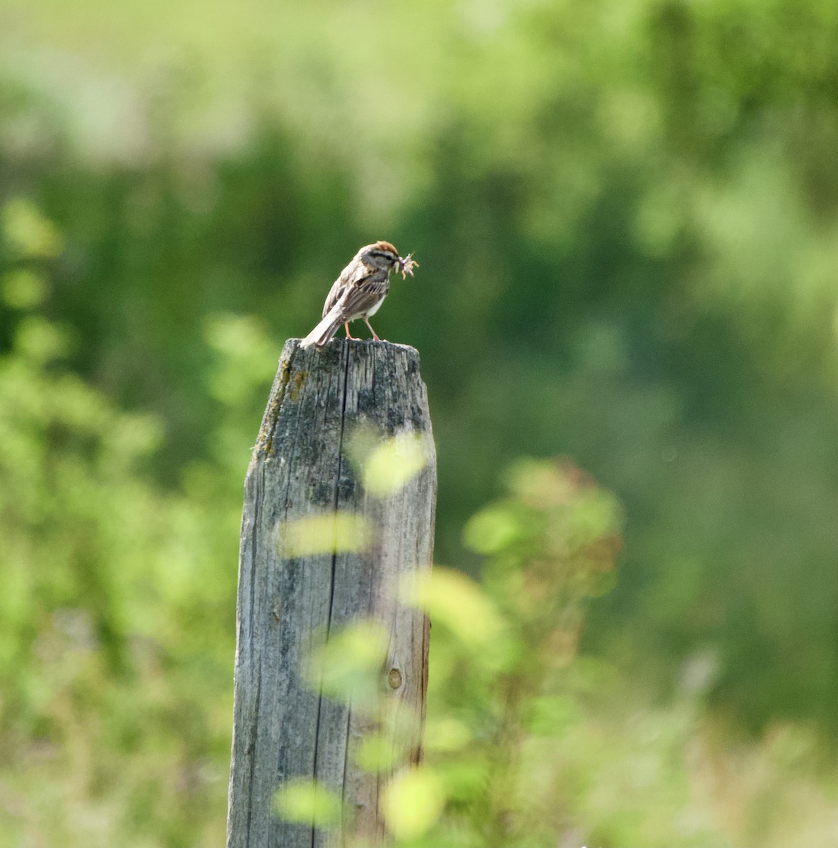 Chipping Sparrow - ML620927941