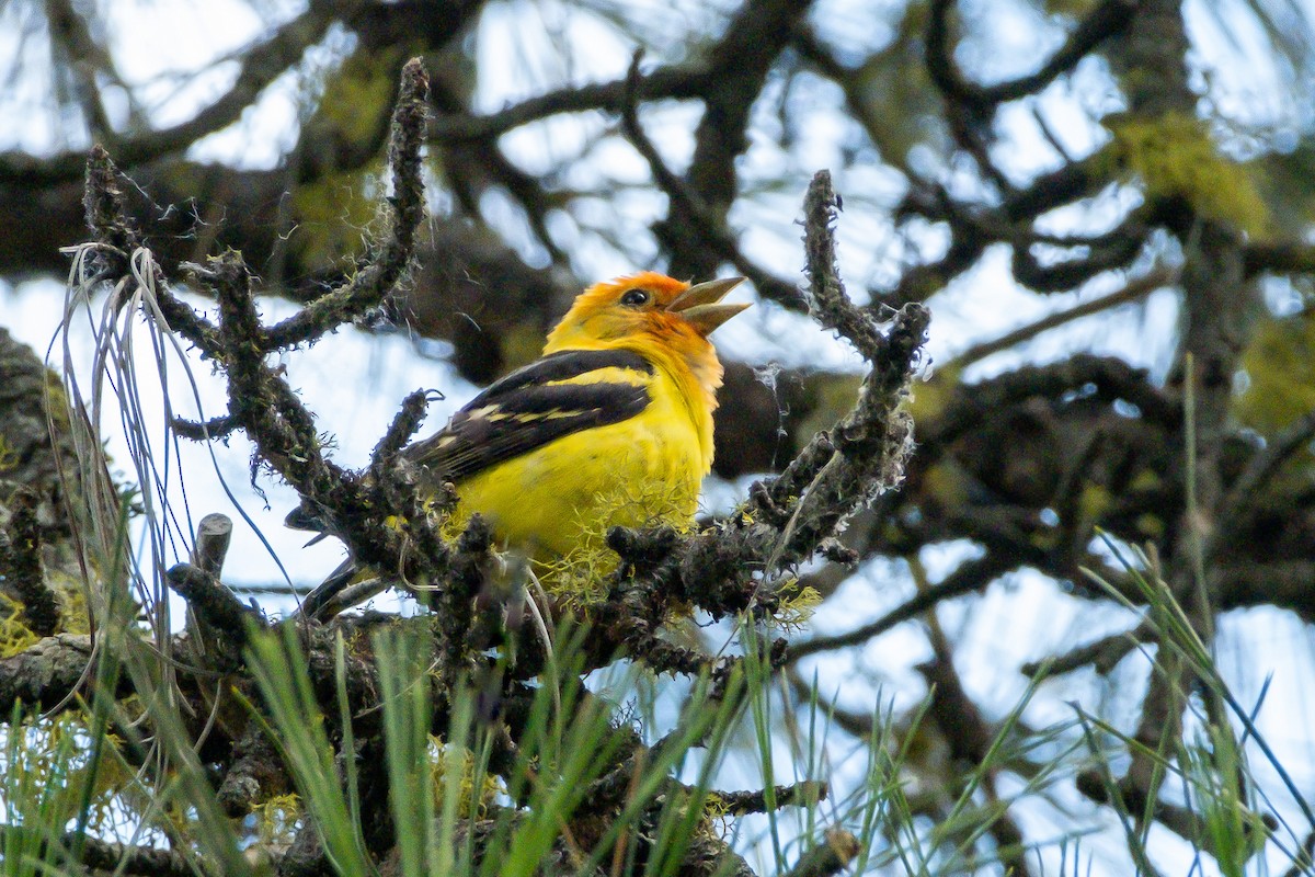 Western Tanager - ML620927945