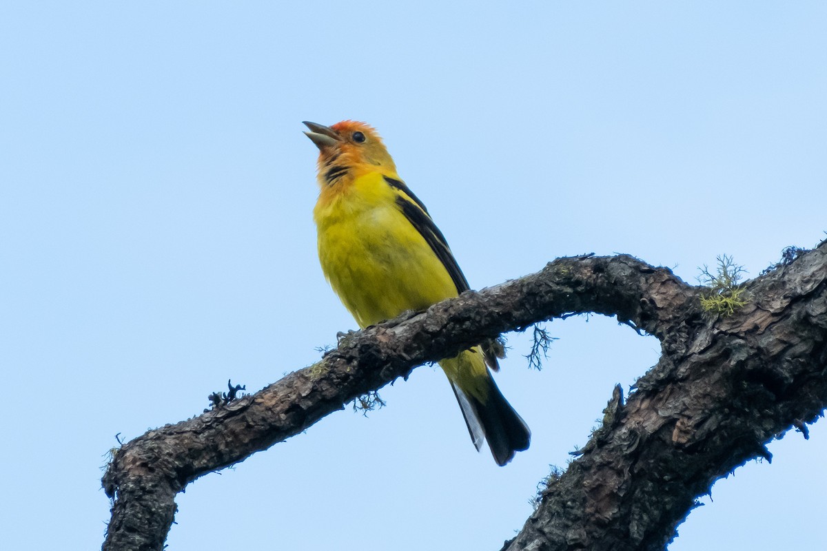 Western Tanager - ML620927950