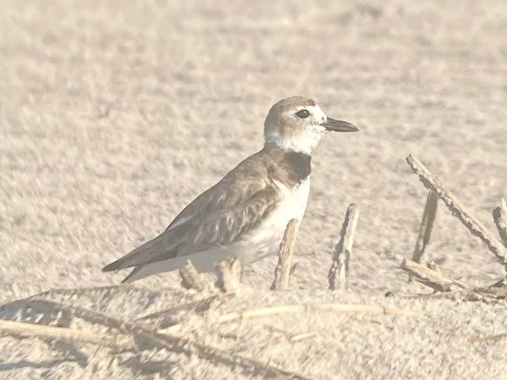 Wilson's Plover - ML620927983