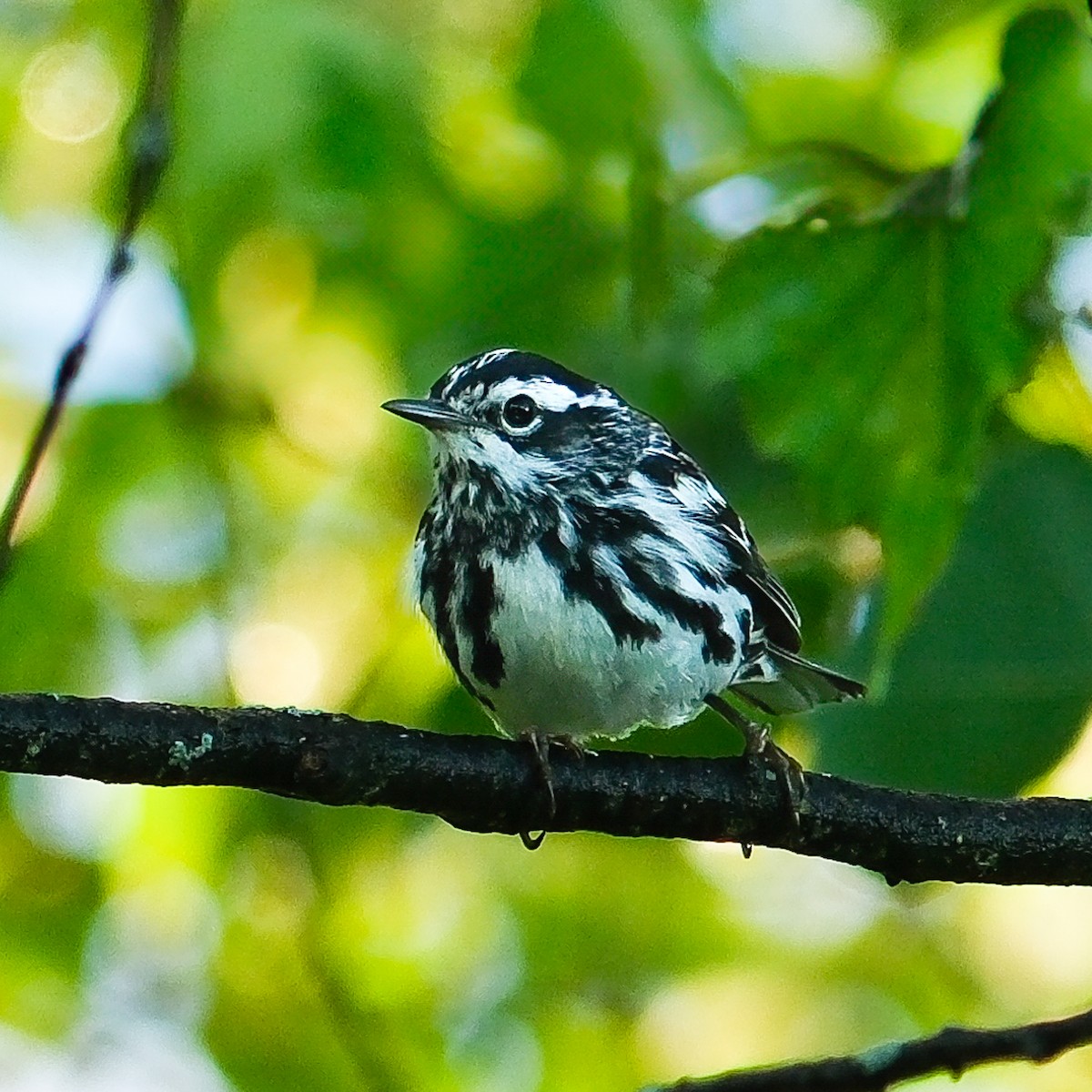Black-and-white Warbler - ML620928022