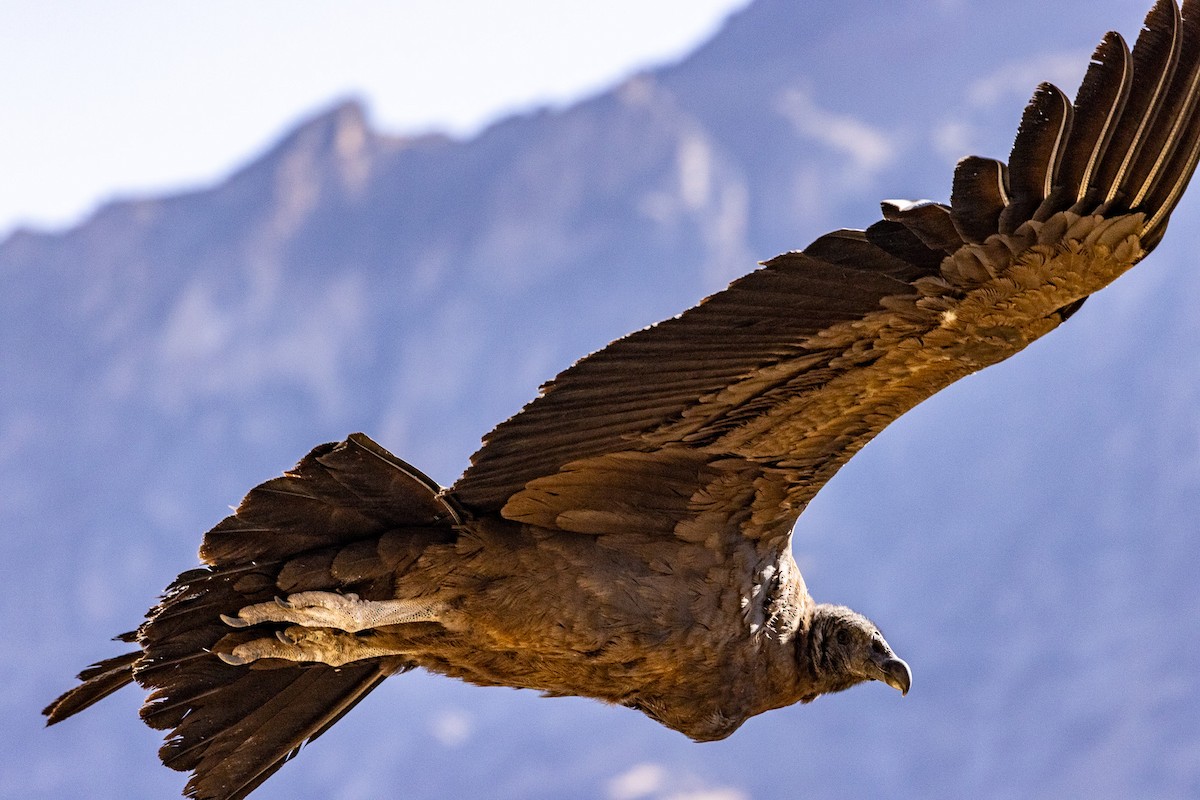 Andean Condor - Michael Cook