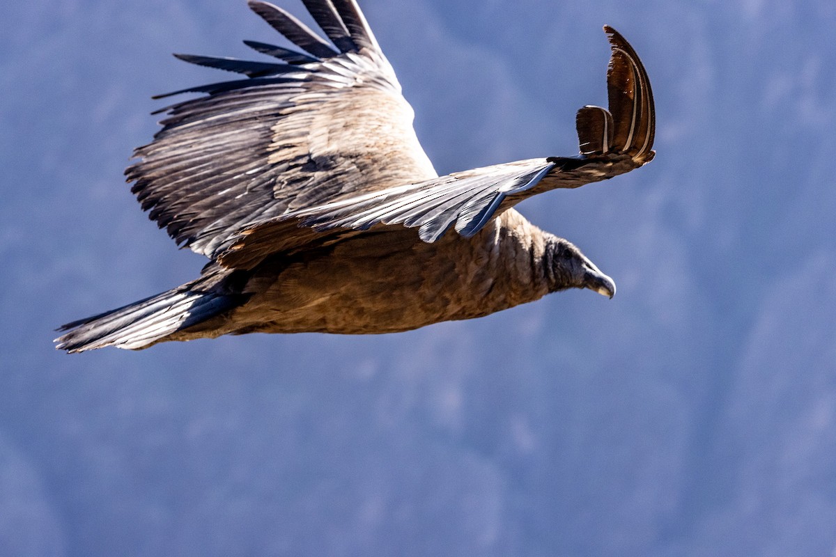 Andean Condor - Michael Cook
